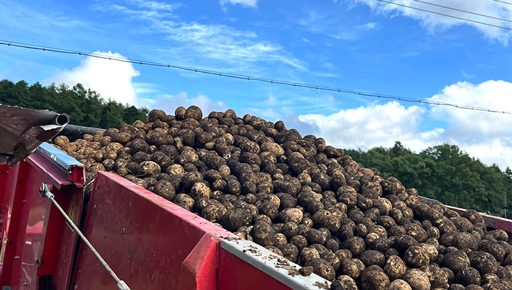 ２０２２年〜安平町の畑でお芋掘り！農家さんのお手伝い